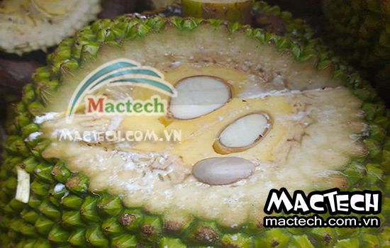 Máy sấy mít thăng hoa Mactech, sấy khô giòn chất lượng cao