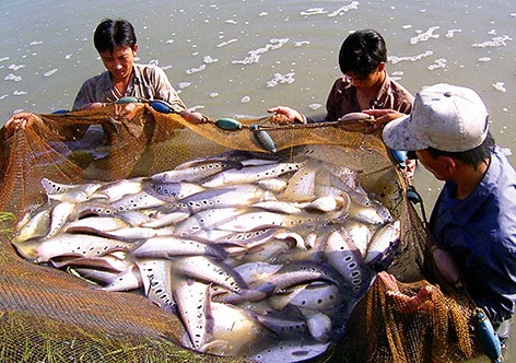 thu hoạch cá thát lát