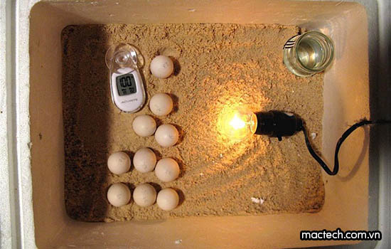 Ấp trứng bằng bóng đèn, tỉ lệ nở thực tế là bao nhiêu %
