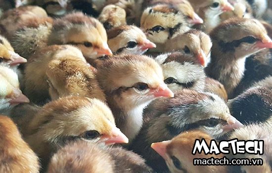 Gà chọi ấp bao nhiêu ngày thì nở, có nên ấp bằng máy không