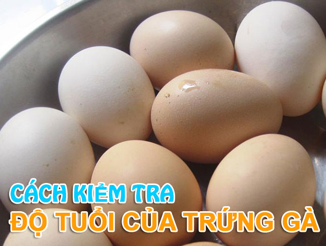 Cách kiểm tra độ tuổi trứng gà