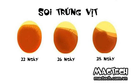 Những cách nhận biết trứng vịt sắp nở đơn giản