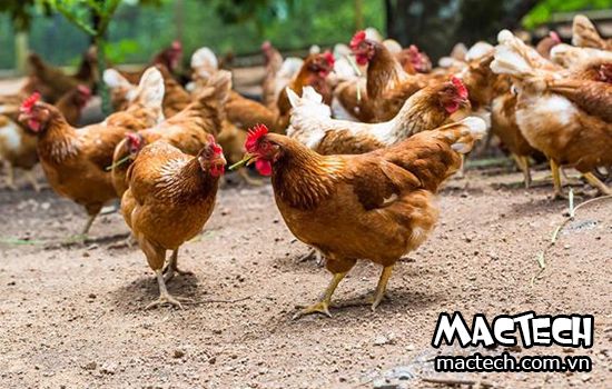 Gà hậu bị là gà gì và một vài lưu ý trong kỹ thuật nuôi gà hậu bị