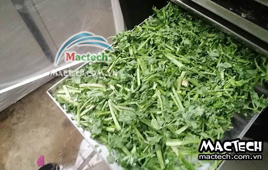 Cách sấy cần tây bằng máy sấy Mactech để cần tây khô nhanh, màu đẹp