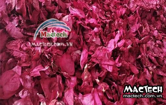 Cánh hoa hồng sấy bị mất màu là tại sao, hướng khắc phục thế nào