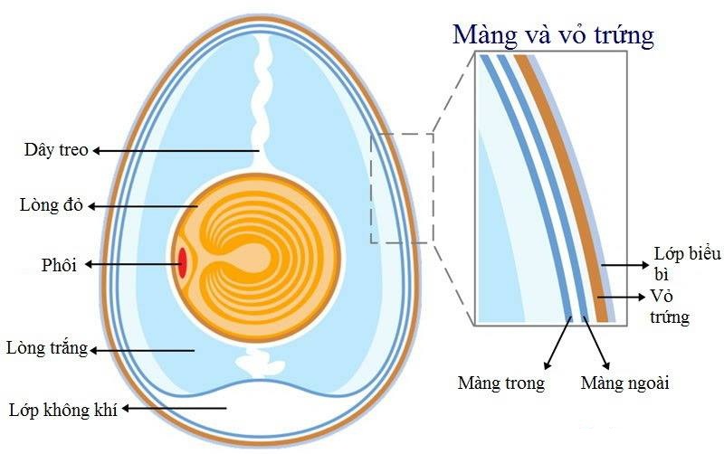 Cấu tạo của quả trứng