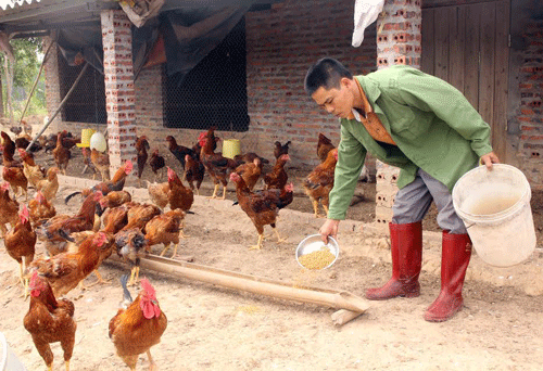 cho gà ăn tỏi