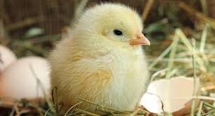 Cho ăn sau khi ở ảnh hưởng như nào tới gà con? Cho Ăn Sau Khi Ở Ảnh Hưởng Như Nào Tới Gà Con?