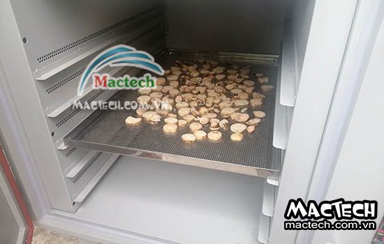 Cách sấy củ sen bằng máy sấy nhiệt, máy sấy lạnh của Mactech