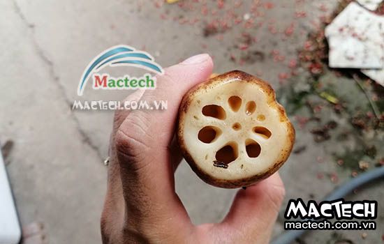 Cách sấy củ sen bằng máy sấy nhiệt, máy sấy lạnh của Mactech