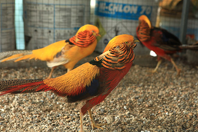 chim trĩ đỏ