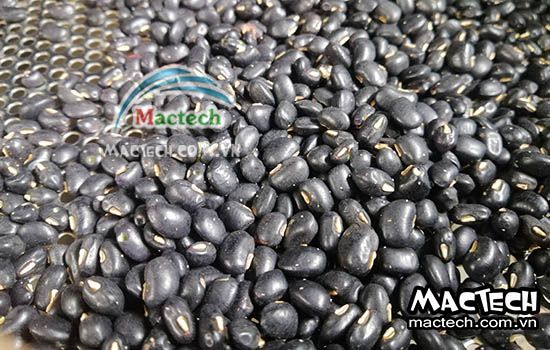 Cách làm đậu đen rang bằng máy sấy nhiệt độ cao Mactech