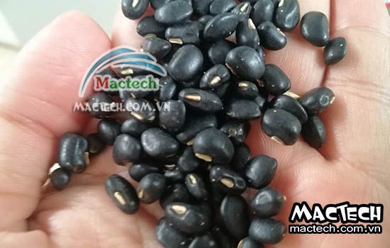 Thời gian sấy khô sấy chín hạt đậu đen bằng máy sấy Mactech