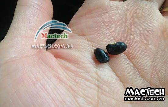 Cách làm đậu đen rang bằng máy sấy nhiệt độ cao Mactech