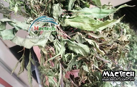 Cách sấy đinh lăng bằng máy sấy Mactech, vài lưu ý quan trọng khi sấy