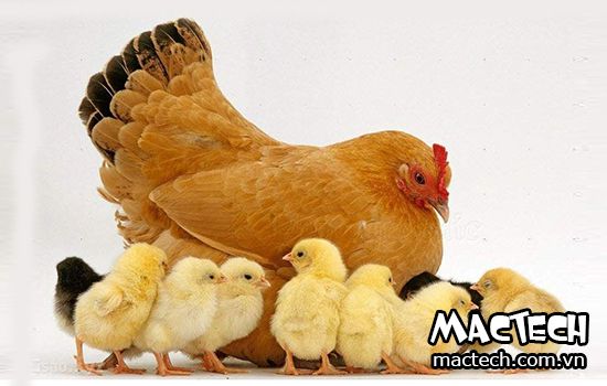 Gà con bao lâu thì tách mẹ