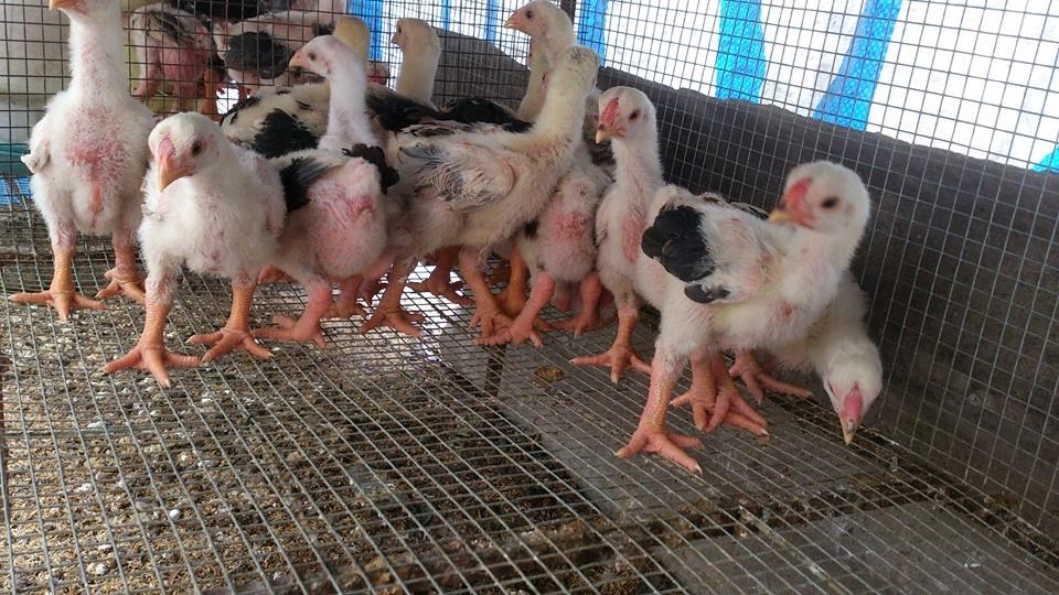 Cách Nuôi Gà Con 1 Tháng Tuổi: Bí Quyết Chăm Sóc Hiệu Quả