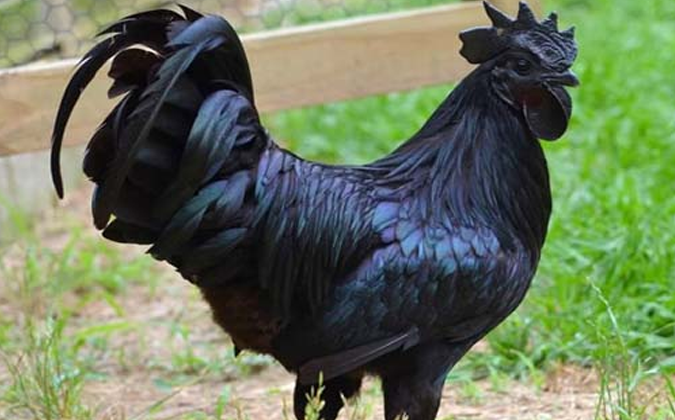 Gà đen hay còn gọi là gà mặt quỷ, có giá hơn 55 triệu đồng/con
