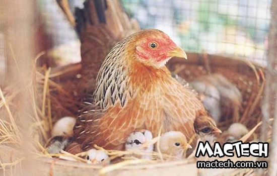 Gà khẻ mỏ bao lâu thì nở