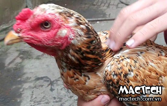 Gà mái mơ là loại gà gì? Tại sao gọi là gà hoa mơ? Gà Mái Mơ Là Loại Gà Gì? Tại Sao Gọi Là Gà Hoa Mơ?