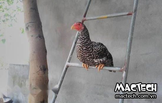 Gà mái mơ là loại gà gì? Tại sao gọi là gà hoa mơ? Gà Mái Mơ Là Loại Gà Gì? Tại Sao Gọi Là Gà Hoa Mơ?