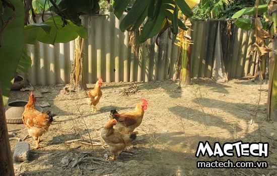 Chia sẻ cách nuôi gà tre sinh sản chi tiết và đầy đủ nhất