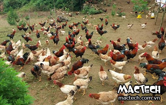 Top 7 mô hình chuồng trại nuôi gà thịt mang lại lợi nhuận cho các vùng quê