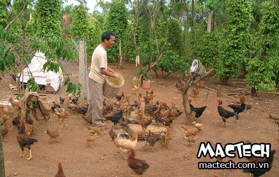 Thiết kế mô hình trang trại mini với máy ấp trứng