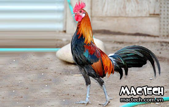 Gà trống choai là loại gà gì? Thịt ăn có ngon hay không Gà Trống Choai Là Loại Gà Gì? Thịt Ăn Có Ngon Hay Không