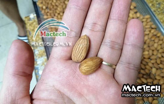 Cách rang chín hạt hạnh nhân bằng máy sấy nhiệt độ cao Mactech