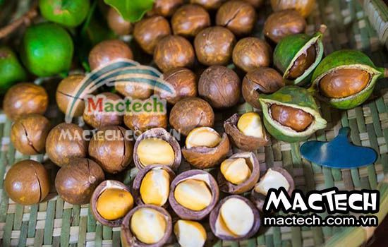 Hạt macca sấy bị vàng, bị hôi, nguyên nhân và hướng xử lý