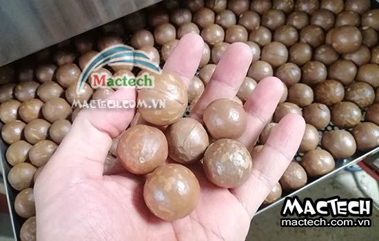 Hạt macca sấy không được giòn rụm, nguyên nhân và hướng xử lý
