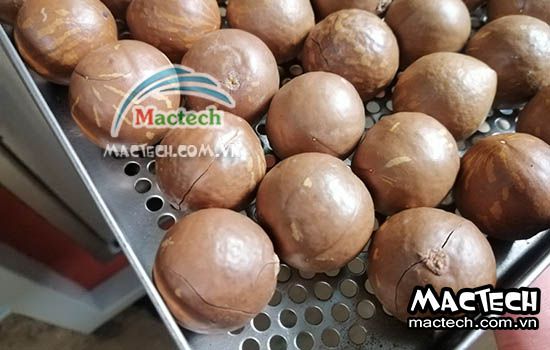 Cách rang sấy hạt macca bằng máy sấy Mactech Việt Nam