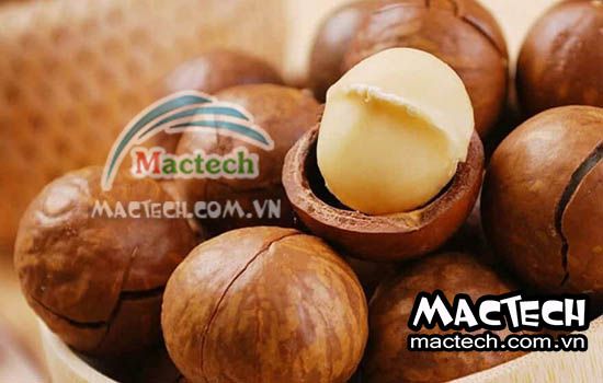 Hạt macca sấy bị vàng, bị hôi, nguyên nhân và hướng xử lý