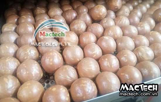 Sấy hạt macca nên chọn máy sấy nào cho phù hợp