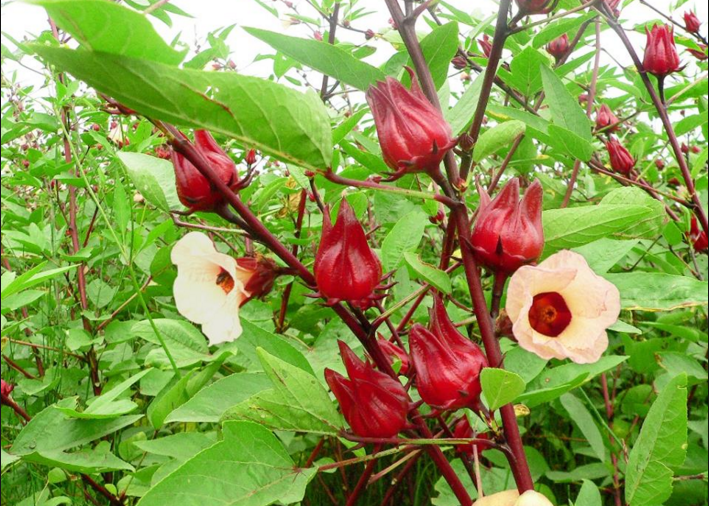 hoa atiso đỏ