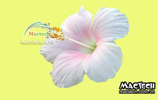Máy sấy hoa dâm bụt Mactech