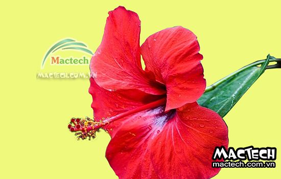 Máy sấy hoa dâm bụt Mactech