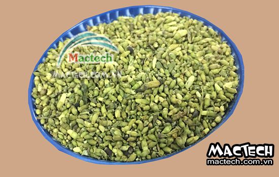 Cách sấy hoa hòe sử dụng máy sấy Mactech cho hiệu quả cao
