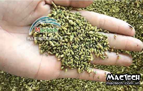 Hoa hòe sấy lâu khô là tại sao và hướng khắc phục như thế nào
