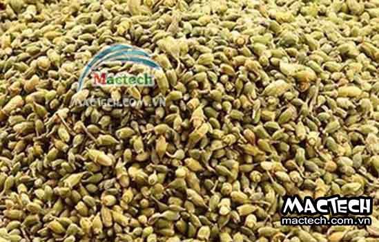 Cách sấy hoa hòe sử dụng máy sấy Mactech cho hiệu quả cao