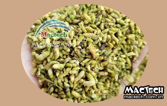 Cách sấy hoa hòe sử dụng máy sấy Mactech cho hiệu quả cao