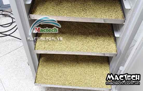 Cách sấy hoa hòe sử dụng máy sấy Mactech cho hiệu quả cao
