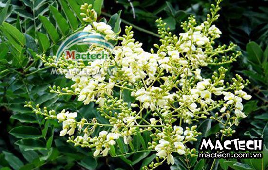 Cách sấy hoa hòe sử dụng máy sấy Mactech cho hiệu quả cao