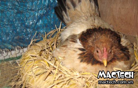 Kinh nghiệm cho gà ấp trứng vào mùa hè, mùa đông