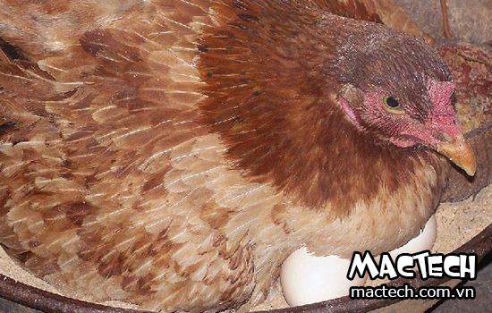 Kinh nghiệm cho gà ấp trứng vào mùa hè, mùa đông