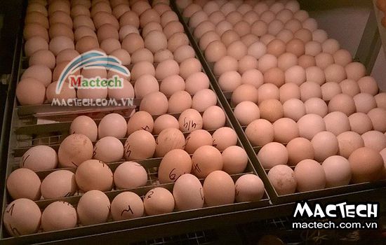 Các loại khay trứng trên máy ấp trứng cỡ lớn Mactech