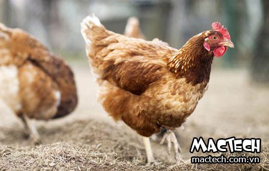 Gà hậu bị là gà gì và một vài lưu ý trong kỹ thuật nuôi gà hậu bị