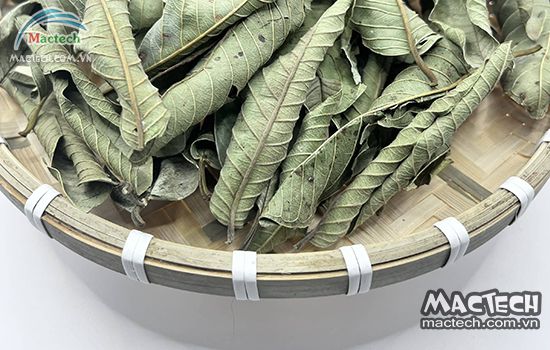 lá ổi sấy khô