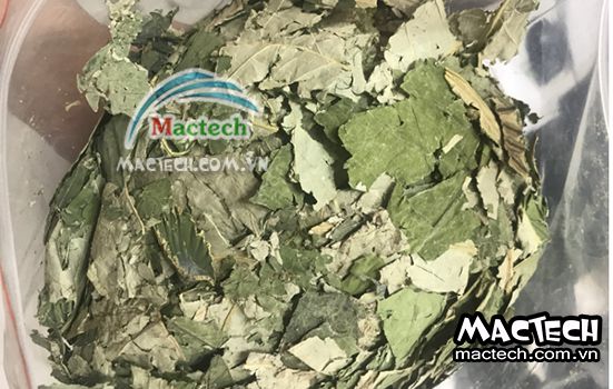 Lá sen sấy bị mất màu là do đâu và hướng khắc phục thế nào